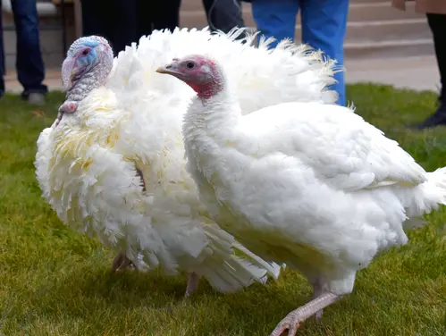 Freedom and Flourish pardoned by Gov. Kim Reynolds on November 10, 2023 as part of the annual turkey pardoning ceremony.
