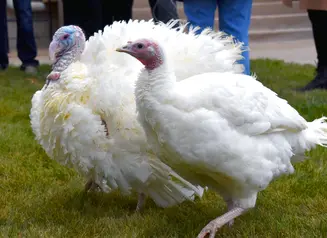 Freedom and Flourish pardoned by Gov. Kim Reynolds on November 10, 2023 as part of the annual turkey pardoning ceremony.